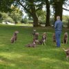 hundetreffen 03.09.2016 584